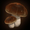 Penny Bun Mushrooms