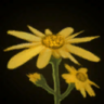 Icon ArnicaFlowers.png