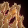 Icon Warg Raw Hide.png