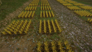 Rice Field.png