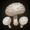 White Cap Mushrooms