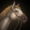Icon Horse.png