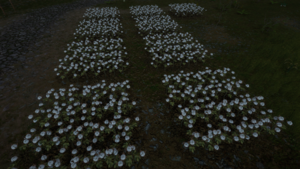Cotton Field.png