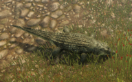Env Salt Water Crocodile.png
